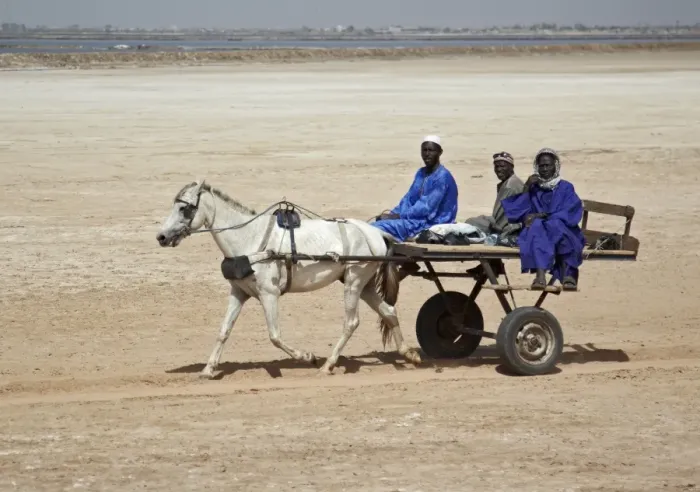 Framed Print : Senegalese men riding charette horse pulled taxi, Kaolack, Senegal, january Framed Print : Senegalese men riding charette horse pulled taxi, Kaolack, Senegal, january