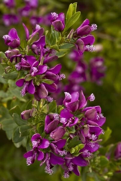 September Bush (Polygala myrtifolia) close-up of flowers, growing in cultivation, Sardinia, Italy, April
