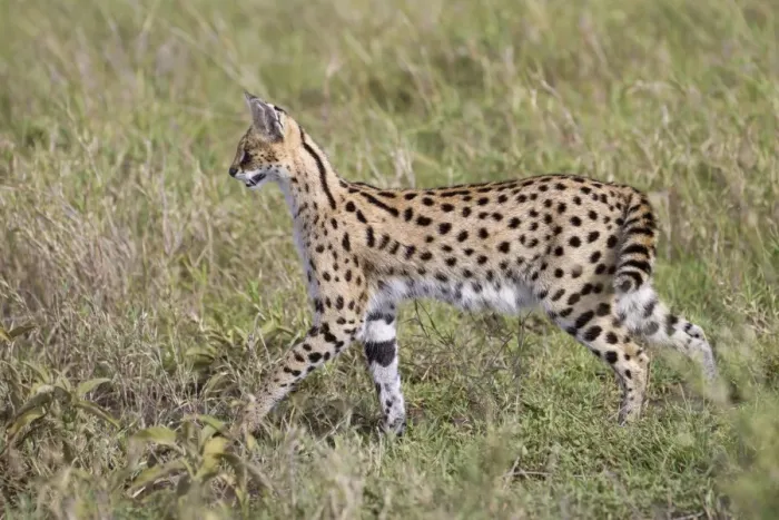 Framed Print : Serval (Leptailurus serval) adult, walking in savannah, Serengeti N. P. Tanzania, December