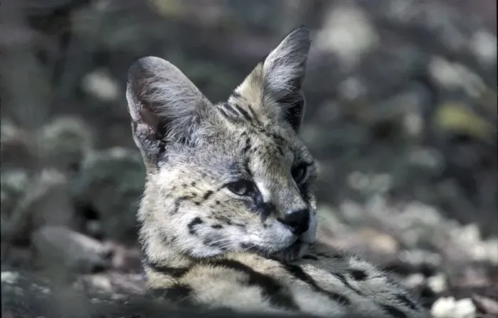 Framed Print : Serval (Leptailurus serval) Close-up of head Framed Print : Serval (Leptailurus serval) Close-up of head