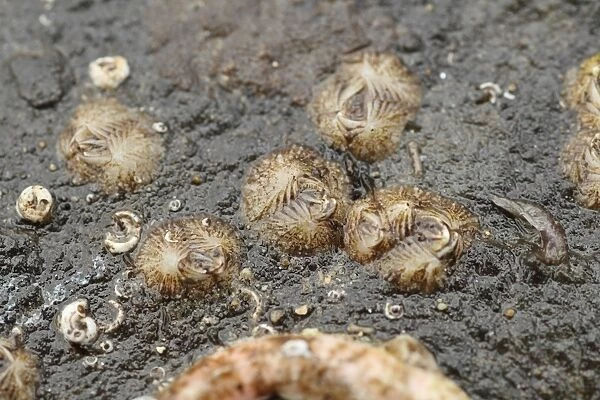 Sessile Barnacle (Verruca stroemia) adults, group on rock exposed at low tide, Lyme Regis, Dorset, England, March