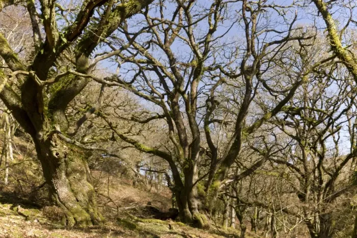 Framed Print : Sessile Oak (Quercus petraea) ancient pollards in woodland habitat, Cloutsham, East Water Valley, Exmoor, Somerset Framed Print : Sessile Oak (Quercus petraea) ancient pollards in woodland habitat, Cloutsham, East Water Valley, Exmoor, Somerset
