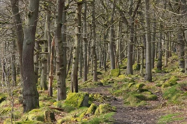 Sessile Oak (Quercus petraea) ancient woodland habitat with pathway, Padley Gorge, Dark Peak, Peak District N. P