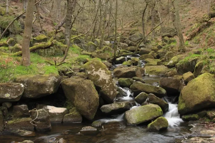 Framed Print : Sessile Oak (Quercus petraea) ancient woodland habitat with stream cascading over rocks, Padley Gorge, Dark Peak