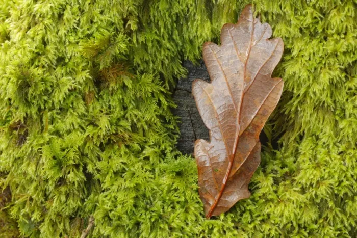 Framed Print : Sessile Oak (Quercus petraea) close-up of fallen leaf on moss covered stump, Powys, Wales, october Framed Print : Sessile Oak (Quercus petraea) close-up of fallen leaf on moss covered stump, Powys, Wales, october