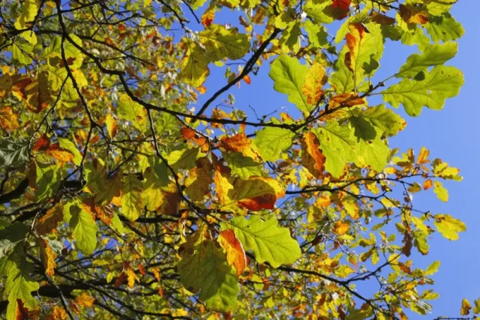 Framed Print : Sessile Oak (Quercus petraea) close-up of leaves, changing to autumn colour, Powys, Wales. october Framed Print : Sessile Oak (Quercus petraea) close-up of leaves, changing to autumn colour, Powys, Wales. october