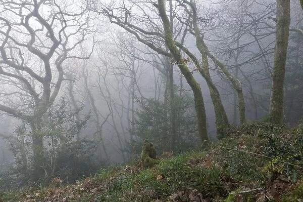 Sessile Oak (Quercus petraea) coppiced woodland habitat in mist at dawn, Yearnor Wood, near Culbone, Porlock, Exmoor