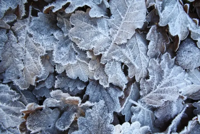 Framed Print : Sessile Oak (Quercus petraea) frost covered fallen leaves, Powys, Wales, november Framed Print : Sessile Oak (Quercus petraea) frost covered fallen leaves, Powys, Wales, november