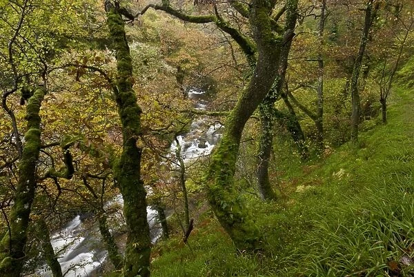 Sessile Oak (Quercus petraea) old woodland habitat, growing on slope beside river, West Lyn Valley, above Watersmeet