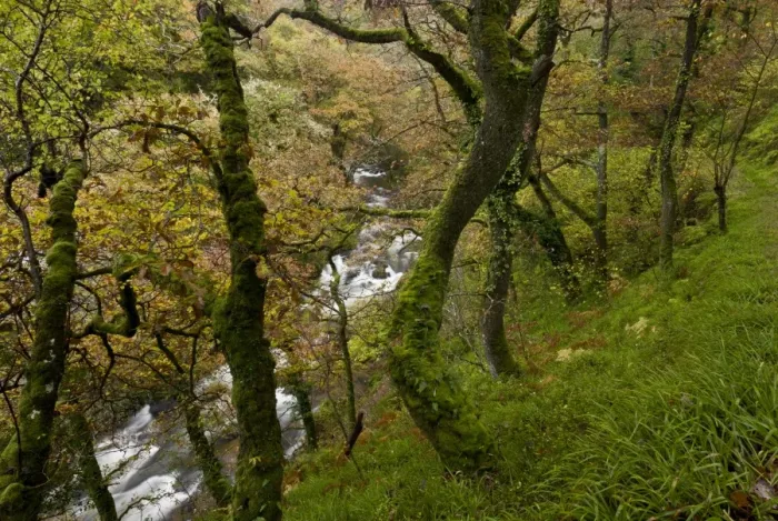 Framed Print : Sessile Oak (Quercus petraea) old woodland habitat, growing on slope beside river, West Lyn Valley, above Watersmeet Framed Print : Sessile Oak (Quercus petraea) old woodland habitat, growing on slope beside river, West Lyn Valley, above Watersmeet