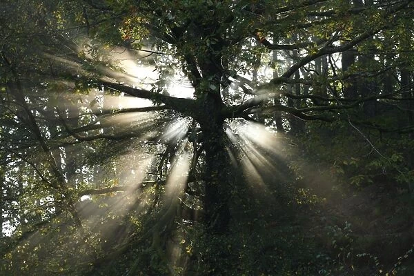 Sessile Oak (Quercus petraea) sunlight behind trunk in woodland, Powys, Wales, october