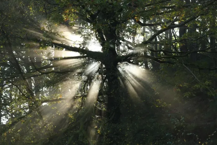 Framed Print : Sessile Oak (Quercus petraea) sunlight behind trunk in woodland, Powys, Wales, october Framed Print : Sessile Oak (Quercus petraea) sunlight behind trunk in woodland, Powys, Wales, october