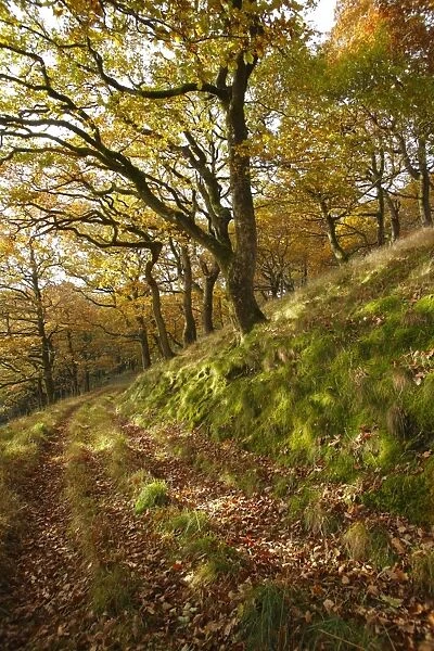Sessile Oak (Quercus petraea) woodland habitat, growing on slope beside track, Powys, Wales, november