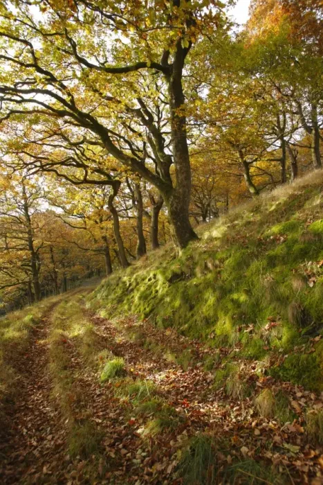 Framed Print : Sessile Oak (Quercus petraea) woodland habitat, growing on slope beside track, Powys, Wales, november Framed Print : Sessile Oak (Quercus petraea) woodland habitat, growing on slope beside track, Powys, Wales, november