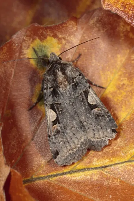 Framed Print : Setaceous Hebrew Character (Xestia c-nigrum) adult, resting on fallen beech leaf, Powys, Wales, october Framed Print : Setaceous Hebrew Character (Xestia c-nigrum) adult, resting on fallen beech leaf, Powys, Wales, october