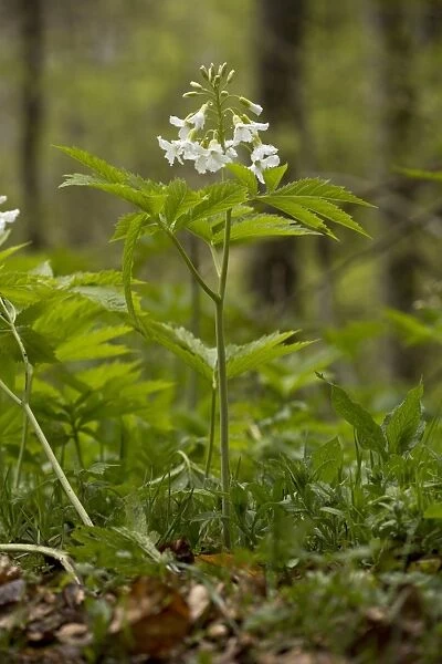 Seven-leaved Bittercress (Cardamine heptaphylla) flowering, growing in beech woodland, French Pyrenees, France, May