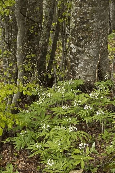 Seven-leaved Bittercress (Cardamine heptaphylla) flowering, growing in beech woodland, French Pyrenees, France, May