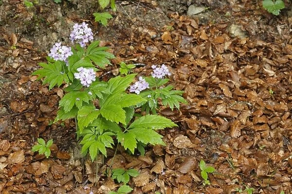 Seven-leaved Bittercress (Cardamine heptaphylla) flowering, growing in beech woodland, Pyrenees, Ariege, France, may