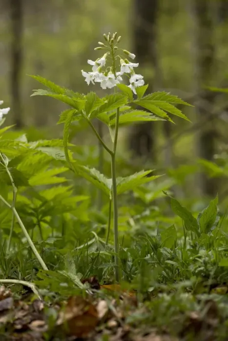 Framed Print : Seven-leaved Bittercress (Cardamine heptaphylla) flowering, growing in beech woodland, French Pyrenees, France, May