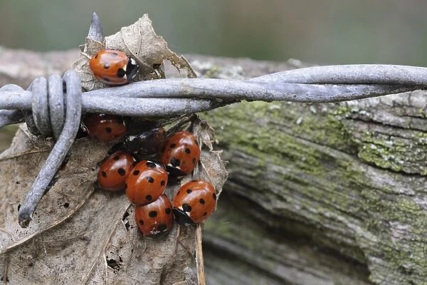 Seven-spot Ladybird (Coccinella septempunctata) adults, group gathered together on leaf caught on barbed wire