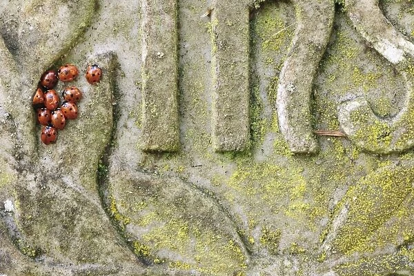 Seven-spot Ladybird (Coccinella septempunctata) adults, group gathered together on gravestone in churchyard