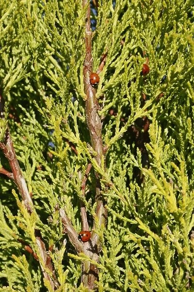 Seven-spot Ladybird (Coccinella septempunctata) three adults, emerging from hibernation during sunshine after