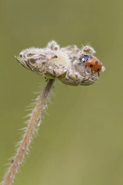 Seven-spot Ladybird (Coccinella septempunctata) adult, resting on seedhead, Berwickshire, Scottish Borders, Scotland