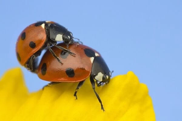Seven-spot Ladybird (Coccinella septempunctata) adult pair, mating on daffodil flower, Leicestershire, England, March