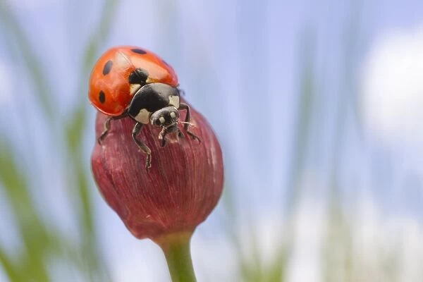 Seven-spot Ladybird (Coccinella septempunctata) adult, resting on chive flowerbud, Leicestershire, England, May