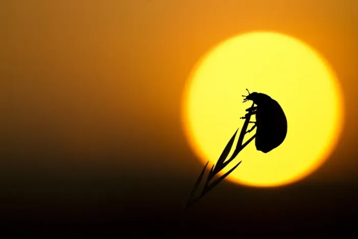 Framed Print : Seven-spot Ladybird (Coccinella septempunctata) adult, silhouetted at sunset, Sheffield, South Yorkshire, England, august Framed Print : Seven-spot Ladybird (Coccinella septempunctata) adult, silhouetted at sunset, Sheffield, South Yorkshire, England, august
