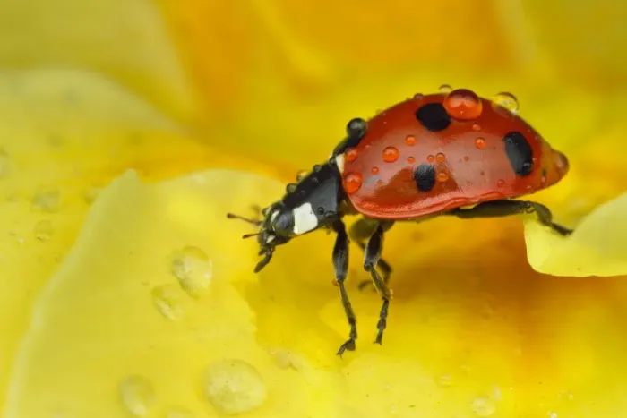 Framed Print : Seven-spot Ladybird (Coccinella septempunctata) adult, resting on flower with water droplets, Leicestershire, England, march Framed Print : Seven-spot Ladybird (Coccinella septempunctata) adult, resting on flower with water droplets, Leicestershire, England, march