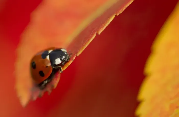 Framed Print : Seven-spot Ladybird (Coccinella septempunctata) adult, resting on Rowan (Sorbus aucuparia) leaf in autumn colour, Sheffield, South Yorkshire, England, september Framed Print : Seven-spot Ladybird (Coccinella septempunctata) adult, resting on Rowan (Sorbus aucuparia) leaf in autumn colour, Sheffield, South Yorkshire, England, september