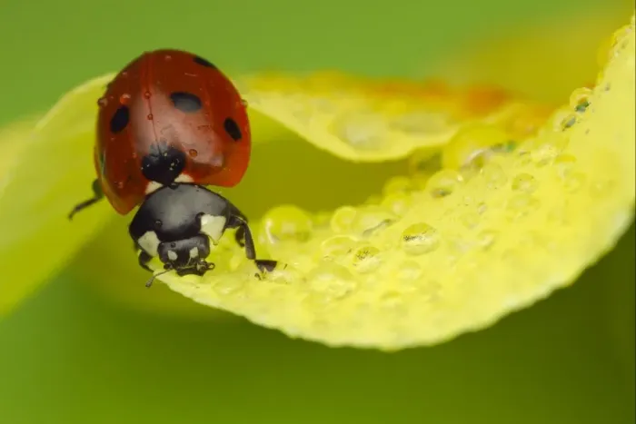 Framed Print : Seven-spot Ladybird (Coccinella septempunctata) adult, resting on flower with water droplets, Leicestershire, England Framed Print : Seven-spot Ladybird (Coccinella septempunctata) adult, resting on flower with water droplets, Leicestershire, England