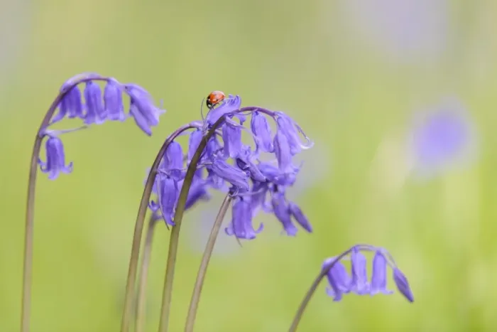 Framed Print : Seven-spot Ladybird (Coccinella septempunctata) adult, on Bluebell (Endymion non-scriptus) flower in churchyard, St Framed Print : Seven-spot Ladybird (Coccinella septempunctata) adult, on Bluebell (Endymion non-scriptus) flower in churchyard, St