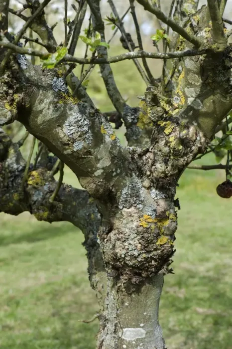 Framed Print : Severe cankers on an old but productive apple tree, lichens, apple canker, Nectria galligena Framed Print : Severe cankers on an old but productive apple tree, lichens, apple canker, Nectria galligena