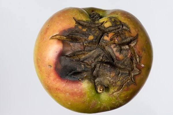 Severe cracking on an apple fruit in dry weather