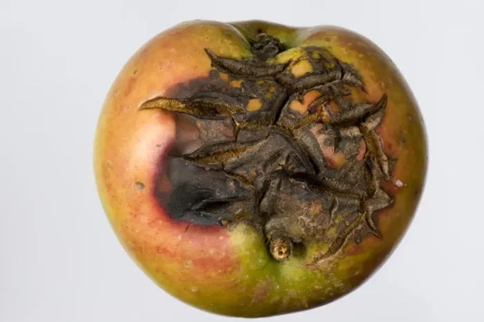 Framed Print : Severe cracking on an apple fruit in dry weather Framed Print : Severe cracking on an apple fruit in dry weather
