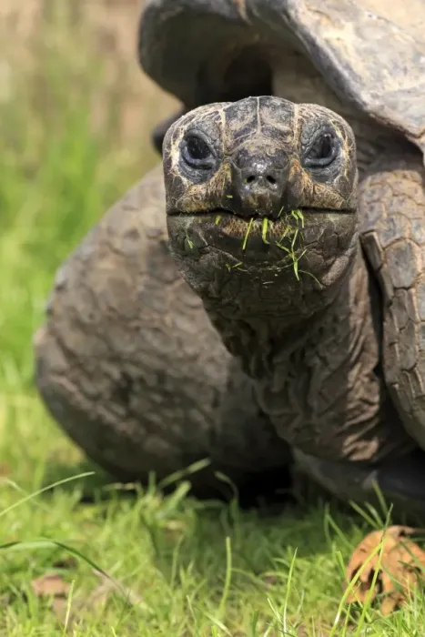 Framed Print : Seychelles Giant Tortoise (Geochelone gigantea) adult, feeding on grass, close-up of head and neck, captive Framed Print : Seychelles Giant Tortoise (Geochelone gigantea) adult, feeding on grass, close-up of head and neck, captive