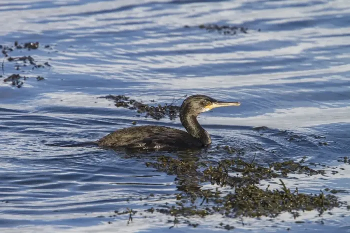 Framed Print : Shag swimming in seaweed Framed Print : Shag swimming in seaweed