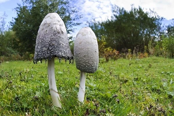 Shaggy Ink Cap (Coprinus comatus) two fruiting bodies, one fresh and one with cap edge beginning to deliquesce, Lound