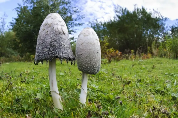 Framed Print : Shaggy Ink Cap (Coprinus comatus) two fruiting bodies, one fresh and one with cap edge beginning to deliquesce, Lound