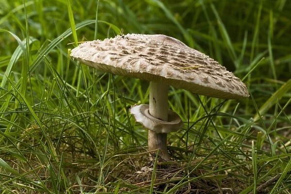 Shaggy Parasol (Macrolepiota rhacodes) fruiting body, showing ring around stipe, growing in grass, Clumber Park