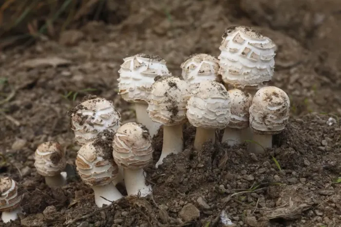 Framed Print : Shaggy Parasol (Macrolepiota rhacodes) fruiting bodies, group emerging from soil, Powys, Wales, october