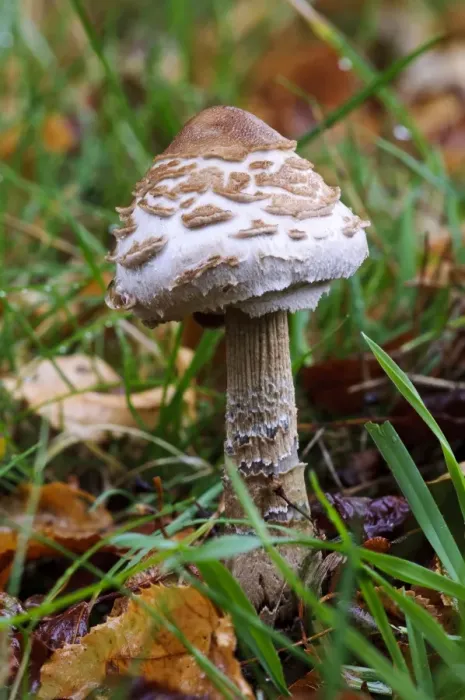 Framed Print : Shaggy Parasol (Macrolepiota rhacodes) newly emerged fruiting body, growing amongst fallen leaves on lawn Framed Print : Shaggy Parasol (Macrolepiota rhacodes) newly emerged fruiting body, growing amongst fallen leaves on lawn