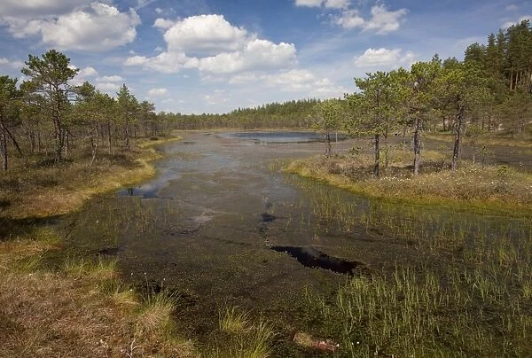 Shallow acid lake in bog habitat, Meenikunno Mstikukaitseala Reserve, Estonia, june