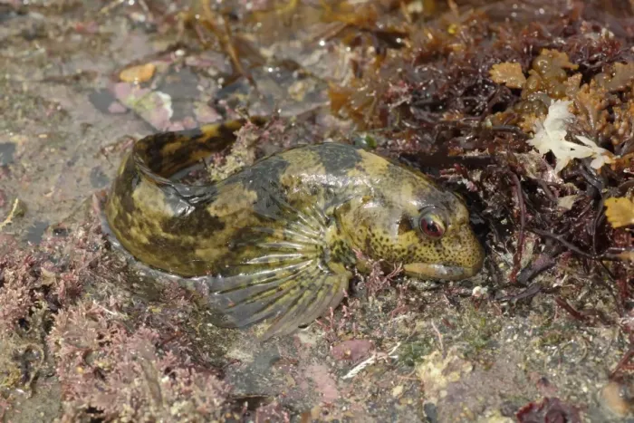 Framed Print : Shanny (Lipophrys pholis) adult, guarding eggs under rock exposed at low tide, Kimmeridge Bay, Isle of Purbeck, Dorset Framed Print : Shanny (Lipophrys pholis) adult, guarding eggs under rock exposed at low tide, Kimmeridge Bay, Isle of Purbeck, Dorset