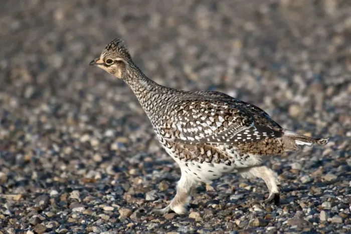 Framed Print : Sharp-tailed Grouse (Tympanuchus phasianellus) adult, walking on gravel in shortgrass prairie, West Bloc, Grasslands N. P. Southern Saskatchewan, Canada, october