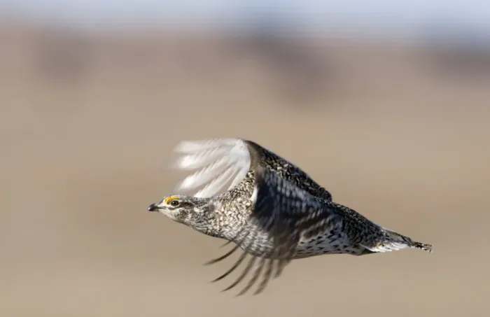 Framed Print : Sharp-tailed Grouse (Tympanuchus phasianellus) adult, in flight, Sandhills, Nebraska, U. S. A. april Framed Print : Sharp-tailed Grouse (Tympanuchus phasianellus) adult, in flight, Sandhills, Nebraska, U. S. A. april