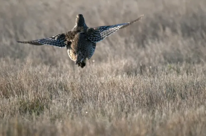 Framed Print : Sharp-tailed Grouse (Tympanuchus phasianellus) adult, in flight, taking off from shortgrass prairie, West Bloc, Grasslands N. P. Southern Saskatchewan, Canada, october