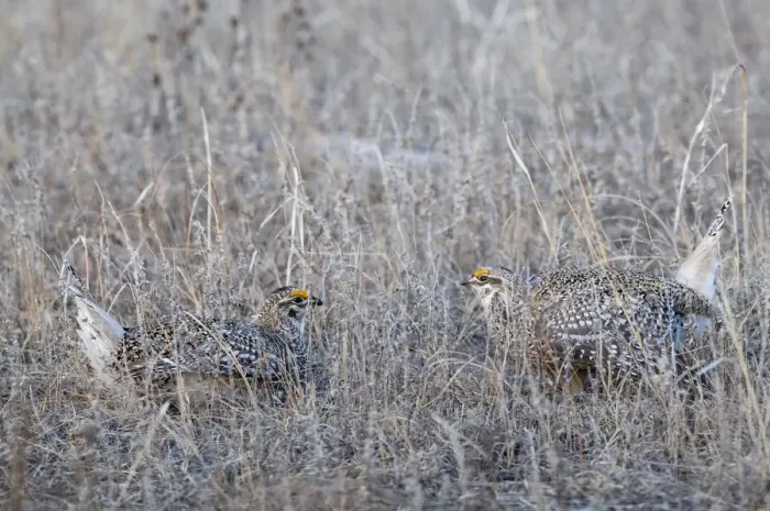 Framed Print : Sharp-tailed Grouse (Tympanuchus phasianellus) two adult males, displaying on lek at dawn, Sandhills, Nebraska, U. S. A. april Framed Print : Sharp-tailed Grouse (Tympanuchus phasianellus) two adult males, displaying on lek at dawn, Sandhills, Nebraska, U. S. A. april